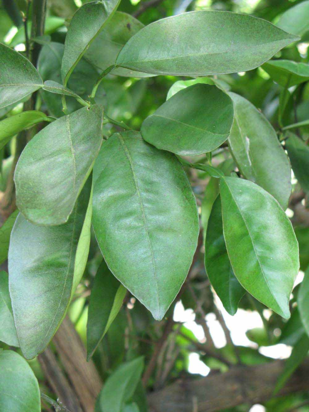              Shade leaves (Winter Haven, FL)       